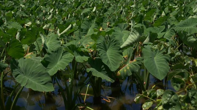 Gimbal tilt up and pan of a taro field in Hanalei Valley, and nearby mountains, on Kauai, Hawaii.