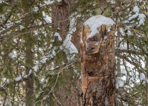 Pine Marten In Tree Trunk Den In Winter