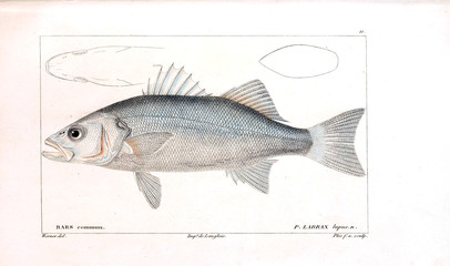 Illustration of fish
