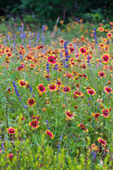 Texas spring wildflowers