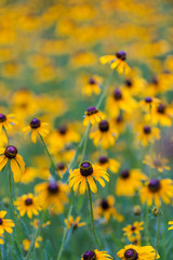 Texas spring wildflowers