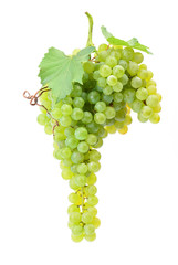 Grapes on a white background