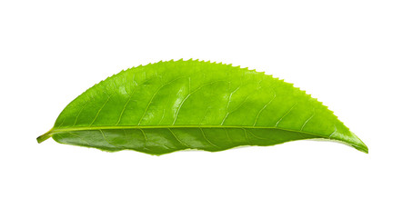 Fototapeta na wymiar green tea leaf with drops of water isolated on white