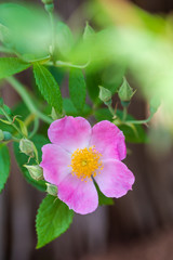 Fototapeta premium Texas spring wildflowers