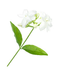 Naklejka na ściany i meble Jasmine Flower isolated on white background .