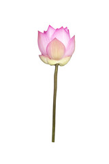 Lotus flower isolated on white.