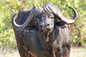 Naklejka premium SONY DSC