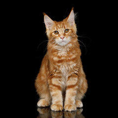 Young Ginger Maine Coon Cat Sitting and Looking in Camera Isolated on Black Background, Front view