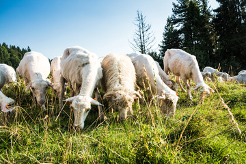 Naklejka na ściany i meble Young sheeps and lambs grazing on grass