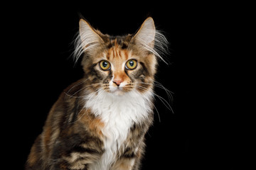Portrait of Young Maine Coon Cat Sitting and Curious Looking in Camera Isolated on Black Background, Front view