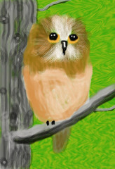 >Nothern Saw Whet Owl O727