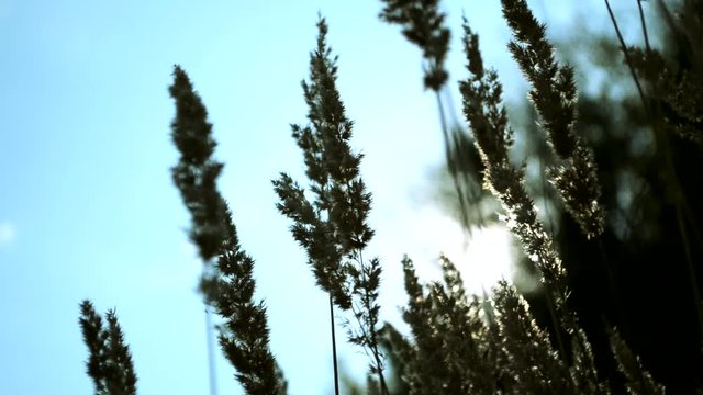 Nice, warm wheat are stagger from the wind in macro with blue sky and sun on the background.