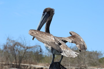 MEXICAN PELICAN START TO FLY