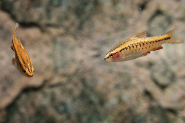 Puntius titteya fish in an aquarium with a stripe on the body.
