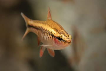 Puntius titteya fish in an aquarium with a stripe on the body.