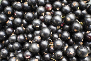 a lot of fresh black currants