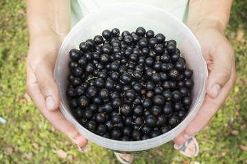 women's hands holding a bucket of fresh black currant in the garden