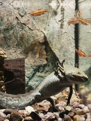 Ambystoma mexicanum - Axolotl in aquarium and fish in the background.