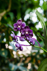 Fototapeta na wymiar Orchid Purple