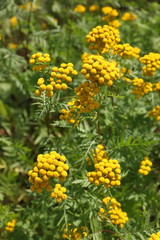 Fototapeta premium Tanacetum. Yellow flowers of tansy closeup on meadow