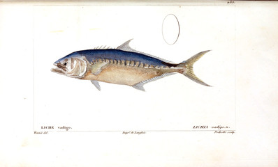 Illustration of fish