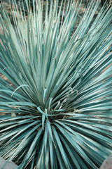 Obraz premium Desert Spoon 5