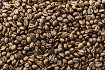 coffee seed