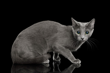 Russian blue Cat Sitting, and Looks scared on Isolated Black Background, side view