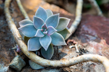 Succulent 26