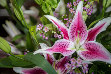 Bouquet Stargazer Lily