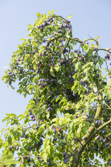 Fototapeta na wymiar Plums ripe on a tree.