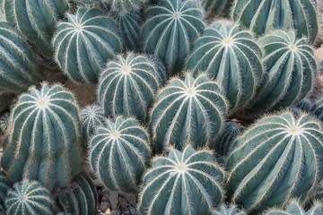 Obraz premium Cactus 15