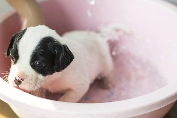 cute black and white half french bulldog puppy dog wash in pink bathtub with copy space dog pet and animal health care concept