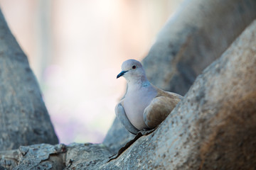 Dove 6