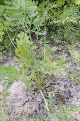Green carrots grow from a dry land.