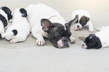 cute french bulldog mother dog lay sleeping with her many  puppies pet and animal family concept with copy space