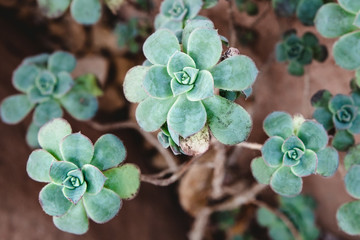 Succulent 22