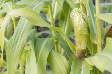 Corn fruit growing on a plant with green leaves.