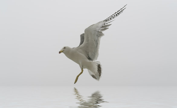Flying seagull reflected in water surface.