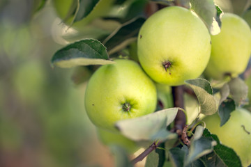 Green apples on a tree with shallow depth of focus.