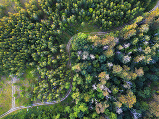 Aerial view from the drone of road through the forest in the summer.