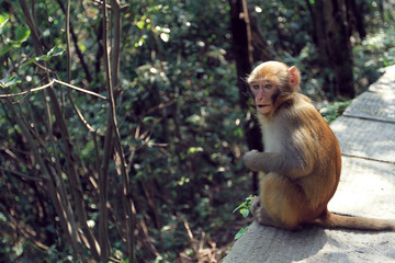 monkey in forest