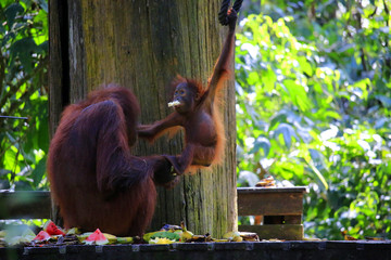 Female orangutan and her baby  in the rainforest 
