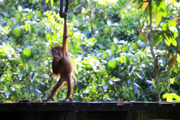 baby  orangutan   in the rainforest  © MICHEL
