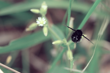 little black bug flying