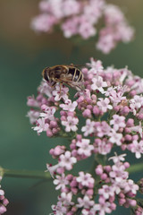 bee on wild purple flowers