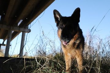 Big Dog German Shepherd under bridge outdoors