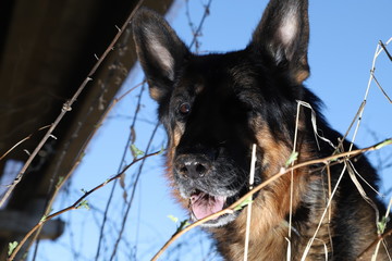 Big Dog German Shepherd under bridge outdoors
