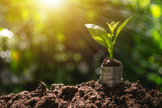 Coins with plant on top put on the soil in green nature background for business growth concept.
