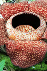 Rafflesia flower blossom  in the rainforest of borneo, Malaysia